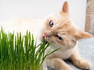 Herbe à chat