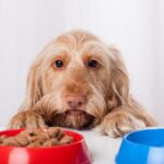 paté pour chien