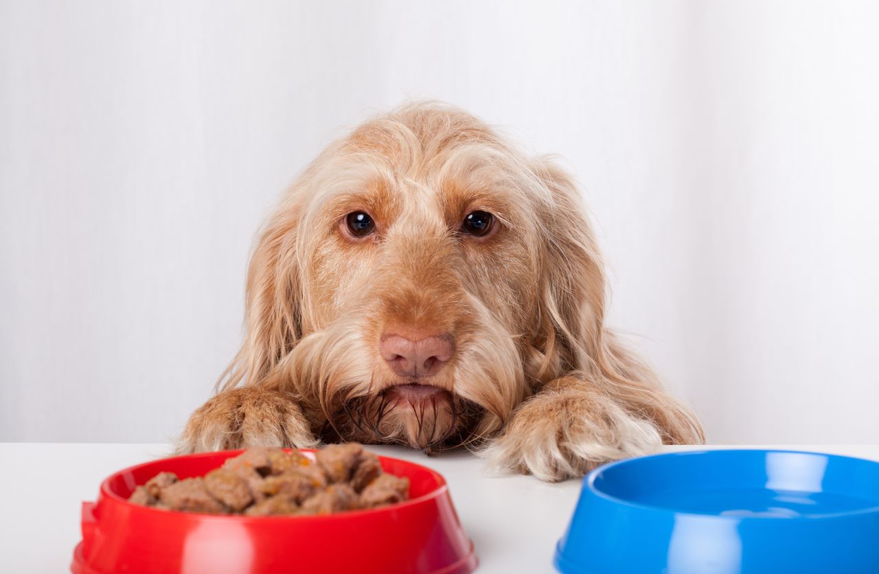 paté pour chien