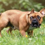 bouledogue français qui a très peur