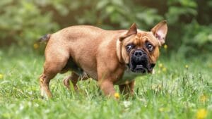 bouledogue français qui a très peur