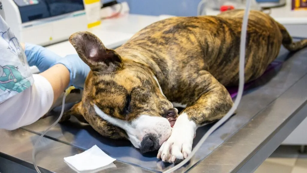 chien empoisonné à Bordeaux