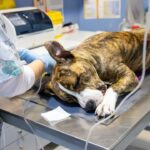 chien empoisonné à Bordeaux