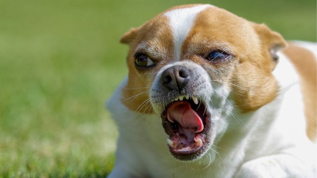 chien méchant