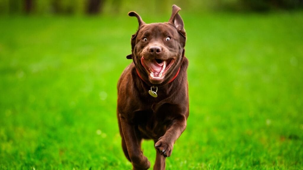 chien heureux
