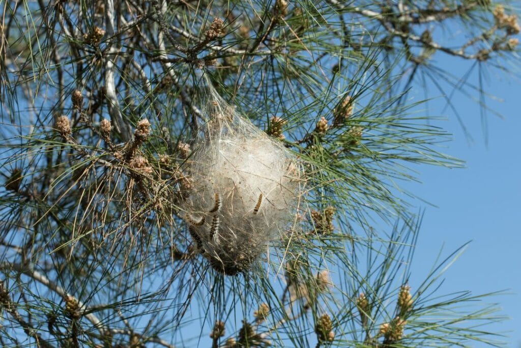 Nid de chenille processionnaire du pin