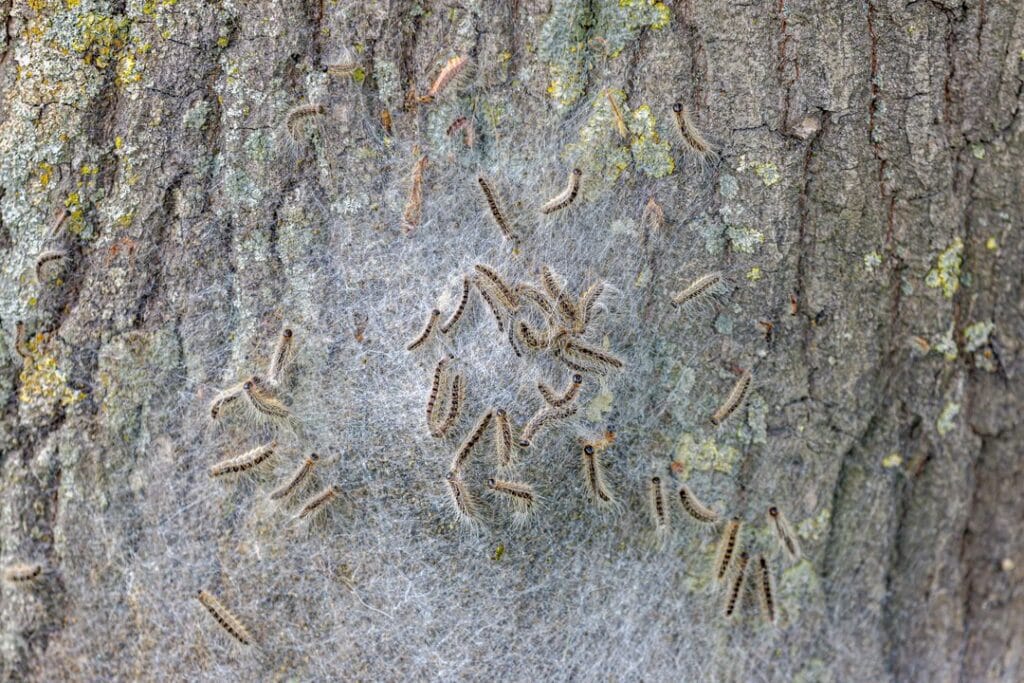 un nid de chenille processionnaire du chêne