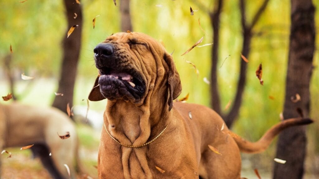 chien allergique au pollen