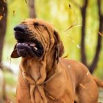 chien allergique au pollen