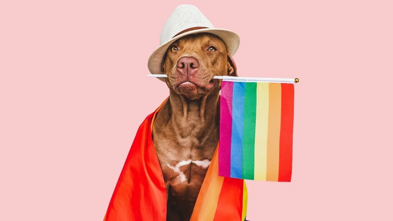 chien lgbt