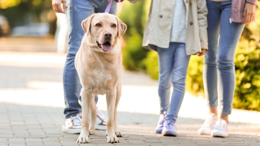 chien qui se promène en ville
