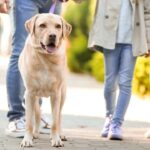 chien qui se promène en ville