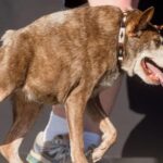 chien le plus moche du monde