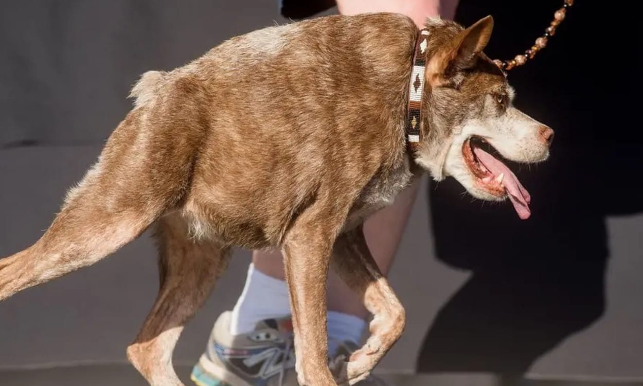 chien le plus moche du monde