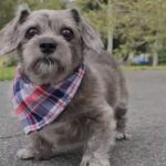 Chien qui a remarché auprès de son maître