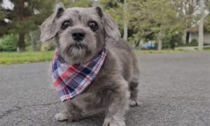 Chien qui a remarché auprès de son maître