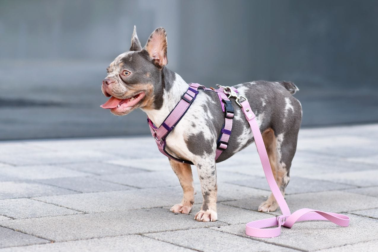 Inooko Accessoires pour chien : comment allier style, confort et bien-être au ...