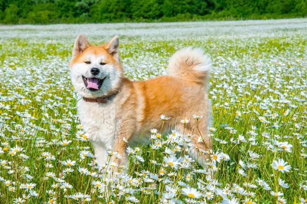 akita inu