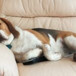 Un beagle qui dort paisiblement sur un canapé en cuir beige