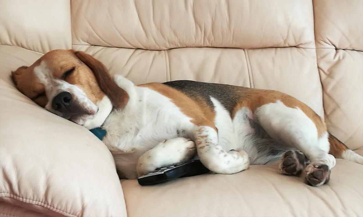 Un beagle qui dort paisiblement sur un canapé en cuir beige