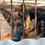 Berger Allemand dans une cage à la SPA