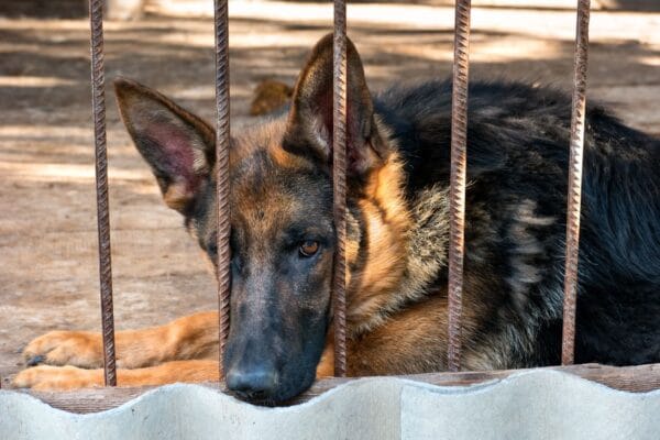 Berger Allemand dans une cage à la SPA