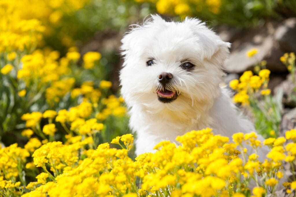 Bichon maltais