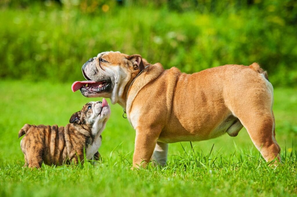 bouledogue anglais