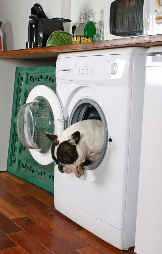 bouledogue francais drole