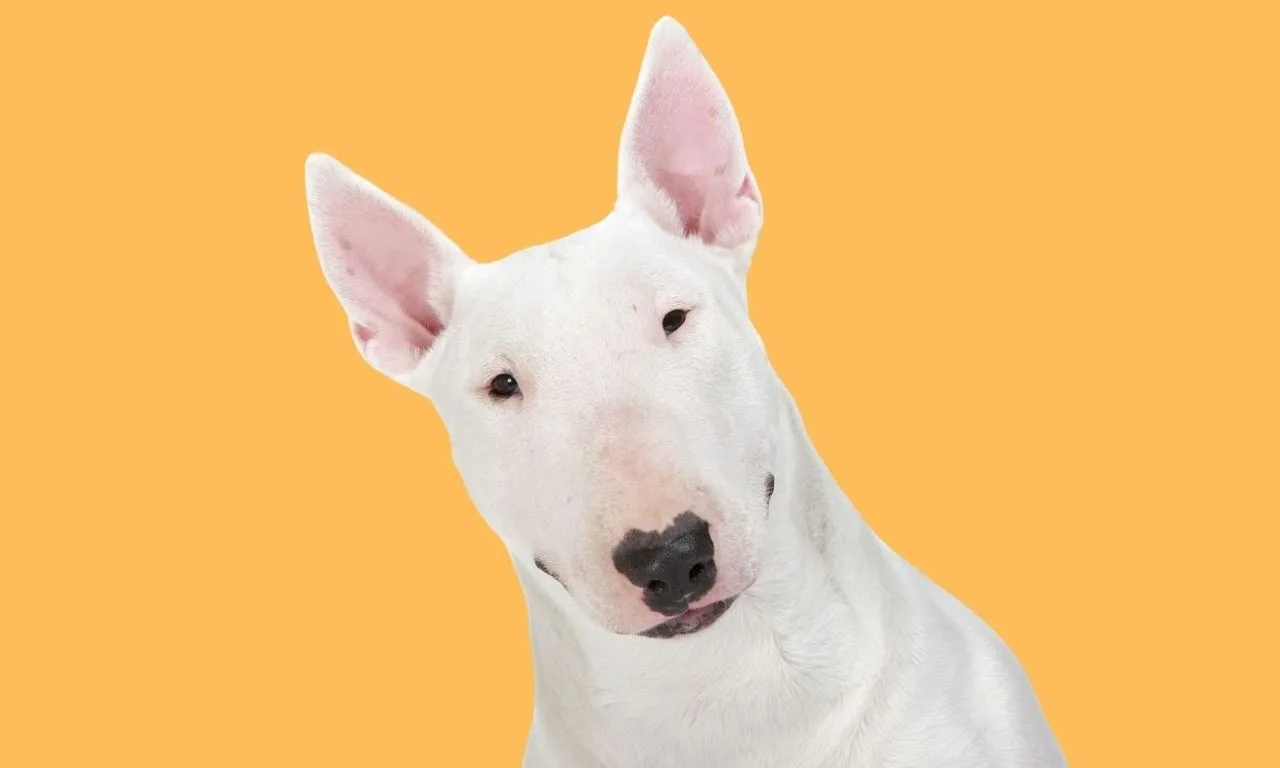 bull terrier rigolo