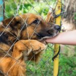 Un chien dans un refuge animalier se fait caresser à travers le grillage
