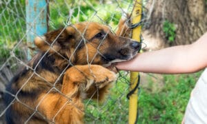 Un chien dans un refuge animalier se fait caresser à travers le grillage