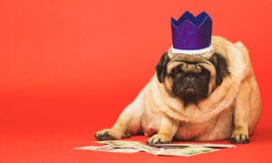 Un carlin obèse avec une couronne sur la tête assis dans une position bizarre avec un fond rouge