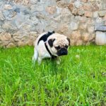 Un carlin qui fait caca dans la pelouse