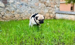 Un carlin qui fait caca dans la pelouse