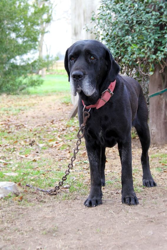 labrador attaché à une chaîne