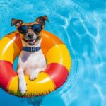 chien qui se baigne dans une piscine avec une bouée
