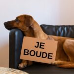 chien qui boude à votre retour de vacances