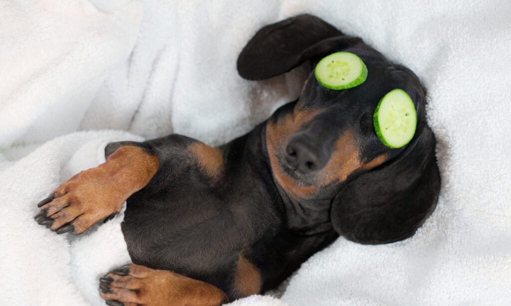 Chien qui dort avec des concombre sur les paupières