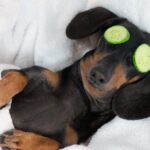 Chien qui dort avec des concombre sur les paupières