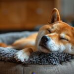 shiba inu qui dort dans un panier