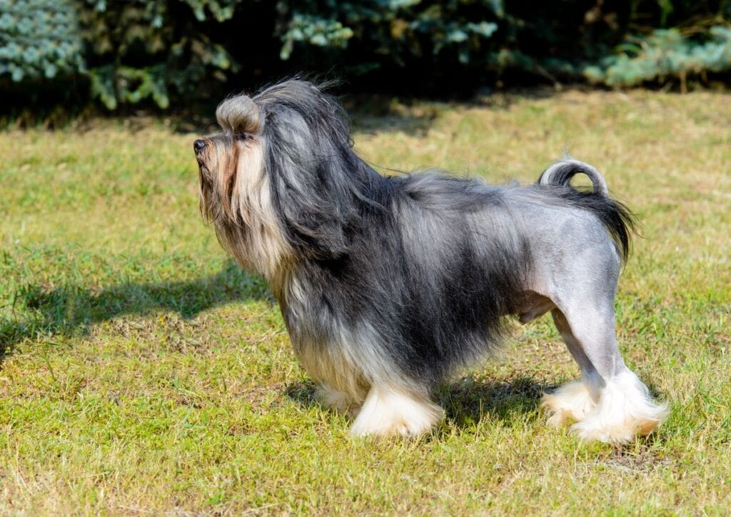 Petit chien lion