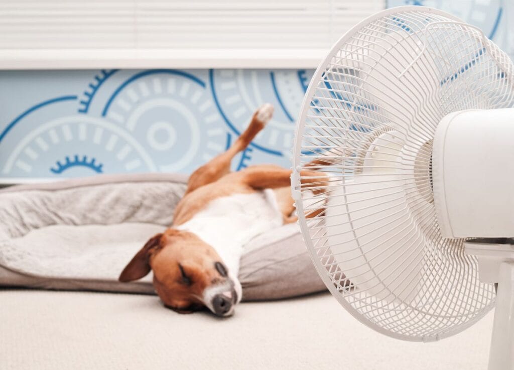 chien en train de dormir dans son panier face à un ventilateur