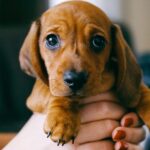 Un chiot marron trop mignon des les mains de sa maîtresse