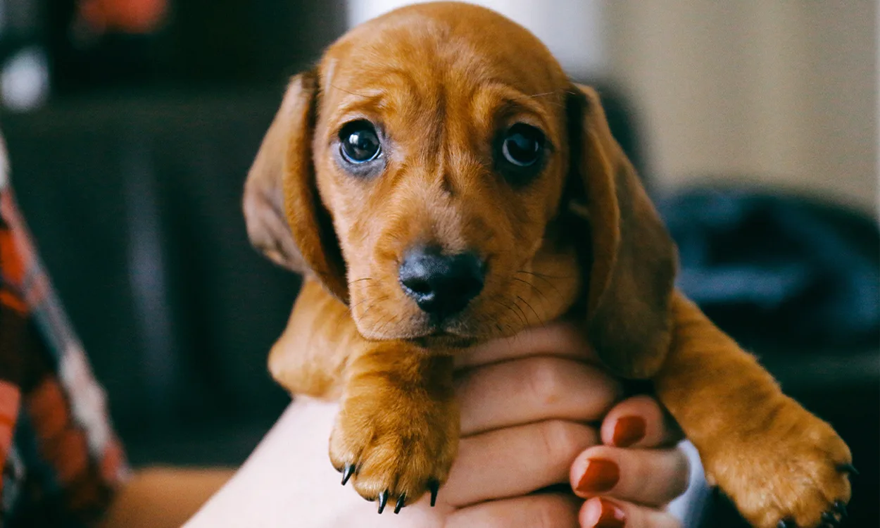 Un chiot marron trop mignon des les mains de sa maîtresse