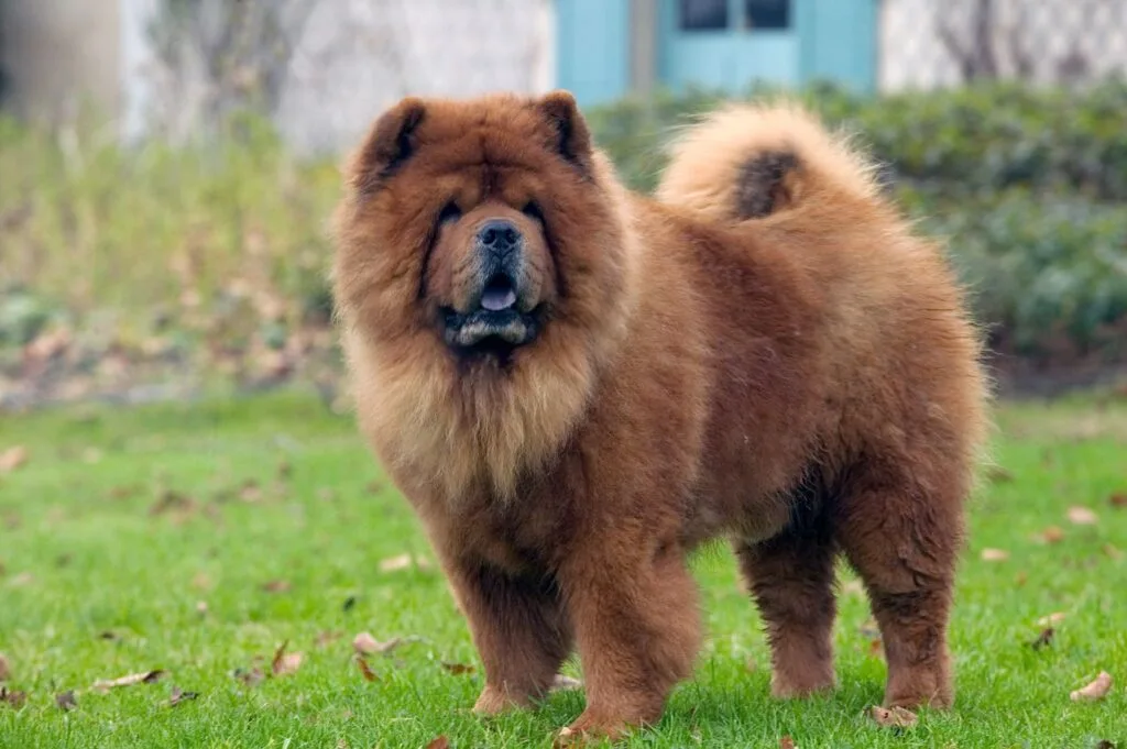 Chow chow