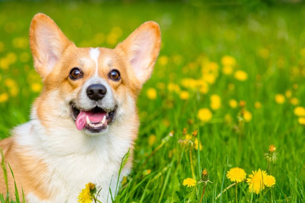 welsh corgi
