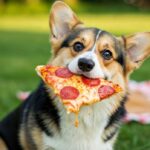 corgi mange une pizza