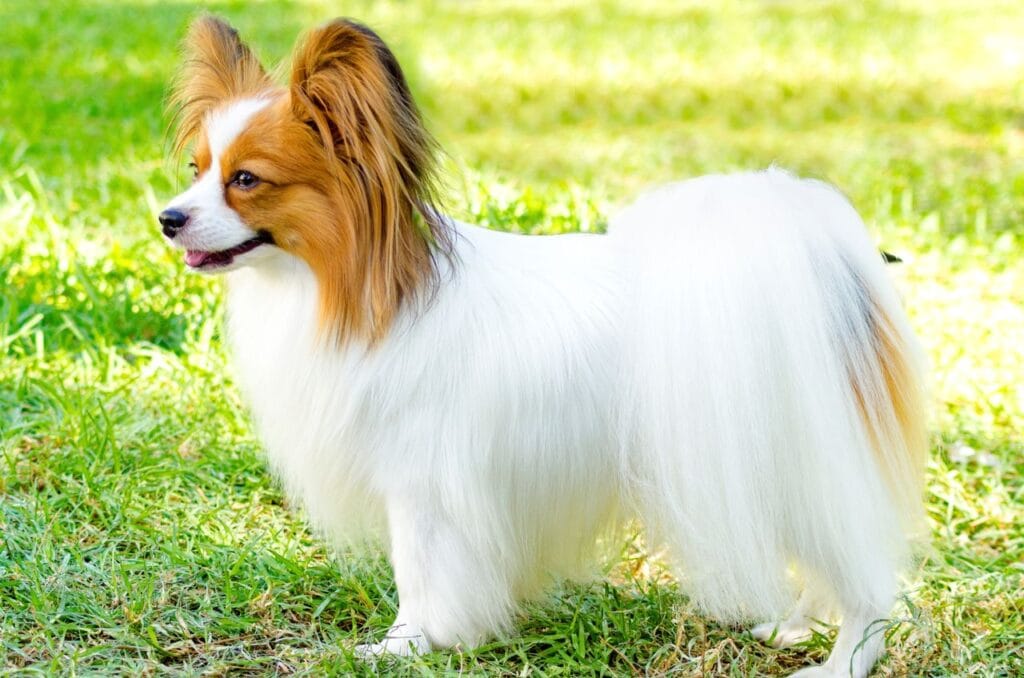 La race de chien papillon