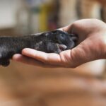 Gros plan sur la patte d'un chien noir dans la main de sa maitresse